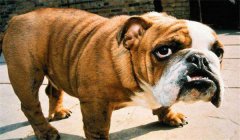 斗牛犬怎么訓(xùn)練定點(diǎn)大小便，如何正確飼養(yǎng)？