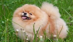 絲毛犬有哪些品種，如何購(gòu)買(mǎi)與飼養(yǎng)絲毛犬
