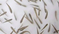 魚苗放養(yǎng)密度多少合適，需注意什么？