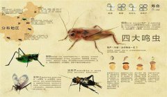 鳴蟲有哪些種類 哪種鳴蟲最好養(yǎng)？