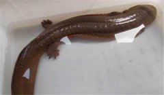娃娃魚(yú)可以吃嗎？人工養(yǎng)殖的娃娃魚(yú)可以吃喲！