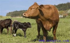 一頭牛大概有多少斤、一頭牛能出多少斤肉？