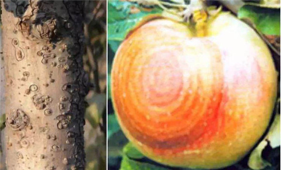 蘋(píng)果輪紋病的癥狀