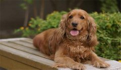 可卡犬多少錢一只？如何選購與飼養(yǎng)可卡犬
