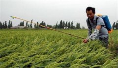 什么叫“寒露風”，寒露風對晚稻有何影響