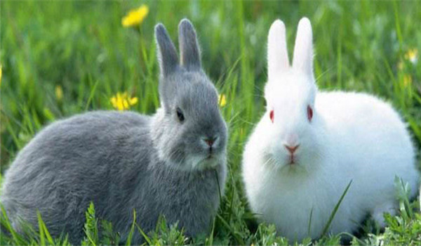 更換飼料、逐漸遞減