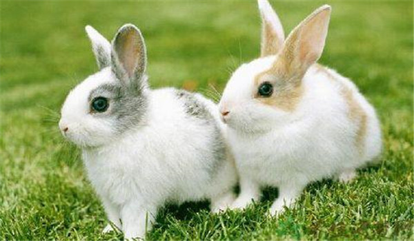 青料為主、精飼為輔