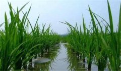 晚稻施穗肥效果好不好，應怎樣施肥？