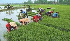 中稻什么時候下種、幾月收割？