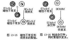 什么叫水稻“三系”，水稻三系是哪三系?