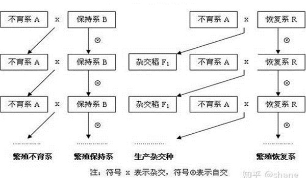 雄性不育恢復系