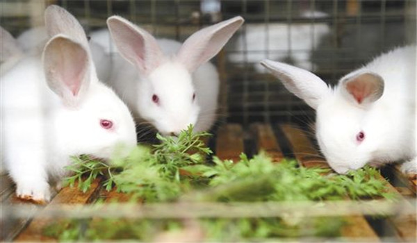 喂新鮮、優(yōu)質(zhì)的飼料
