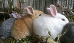 泌乳母兔的飼養(yǎng)管理，提供泌乳母兔飼料配方