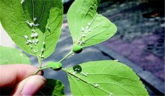 蘋果綿蚜用什么藥效果好？