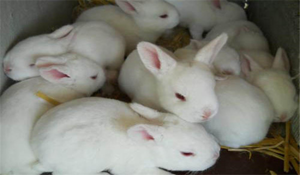 飼草飼料要新鮮、干凈