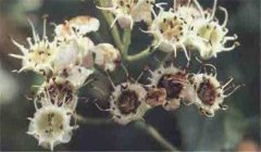 山楂花腐病怎么防治，患病山楂有何癥狀