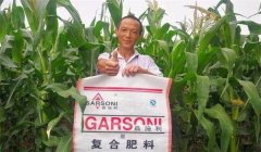 玉米基肥比例多少好，玉米基肥施多少合適？