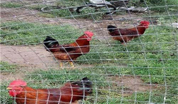 公、母分欄飼養(yǎng)