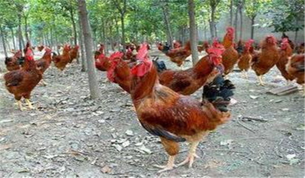 種雞公、母要分開(kāi)飼養(yǎng)