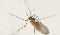 棗癭蚊防治方法，棗癭蚊用什么藥防治
