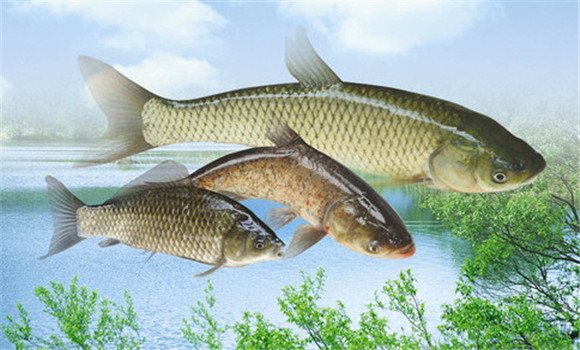 魚飼料來(lái)源有哪些途徑