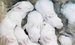 仔兔的飼養(yǎng)管理要點(diǎn)，仔兔睡眠期管理的方法