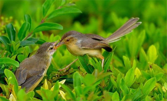 食蟲(chóng)鳥(niǎo)類