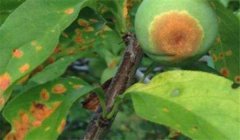 李實(shí)蜂的防治方法，李實(shí)蜂用什么藥防治效果好