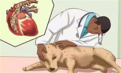狗鉤蟲病的癥狀 狗鉤蟲病怎么治、多久可以治好