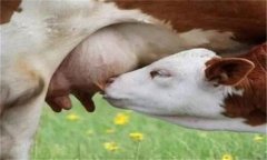羊乳房炎癥腫塊怎么治療，是怎么引起的