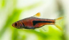 三角燈魚好養(yǎng)嗎？養(yǎng)殖三角燈魚溫度多少合適