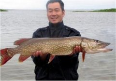 如何飼養(yǎng)白斑狗魚，白斑狗魚的養(yǎng)殖技術(shù)要點(diǎn)