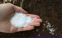 用尿素喂牛的方法，尿素喂牛應(yīng)注意的問題
