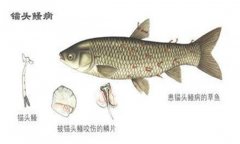 病錨頭鳋病怎么治療，用什么藥治療