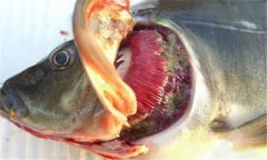 魚(yú)爛鰓病怎么處理 爛鰓病怎么治、用什么藥治療