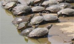 甲魚繁殖季節(jié)、技術(shù)要點與主要步驟