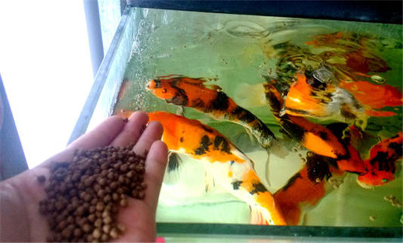 甲魚的攝食、生長與溫度之間的關(guān)系