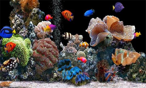 短期內(nèi)熱帶魚(yú)得不到護(hù)理會(huì)怎樣
