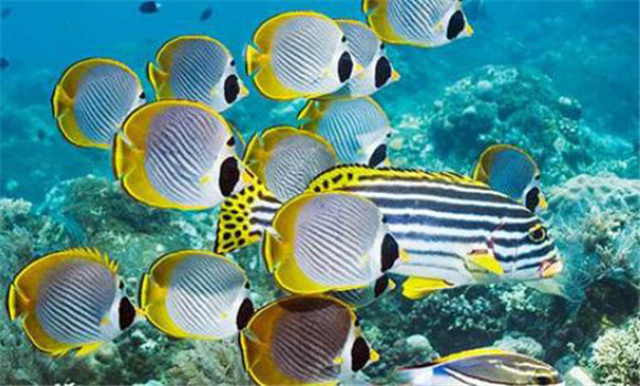 搬家時(shí)遷移熱帶魚(yú)要做到