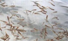 一齡魚是多少時間的魚苗，一齡魚種的放養(yǎng)要領(lǐng)