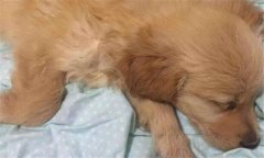 犬瘟熱初期癥狀 犬瘟熱的治療方法、怎么引起的