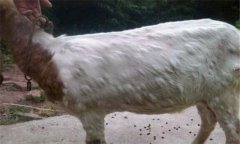 羊痘病的癥狀與治療方法、流行特點(diǎn)