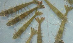 南美白對蝦病毒有哪些、怎樣防治？