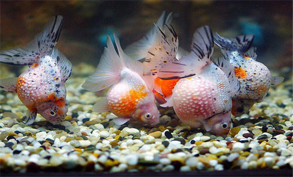 金魚的鱗片掉了會(huì)再長(zhǎng)出來嗎