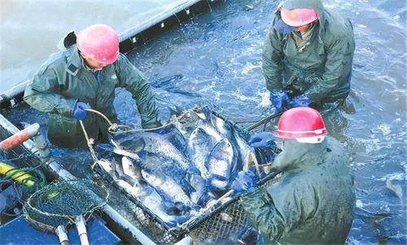 輪捕輪放技術為什么能增產