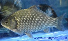 鯽魚有幾種，鯽魚種類知多少？
