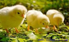 如何飼養(yǎng)小雞 怎樣讓母雞飼養(yǎng)陌生的小雞？
