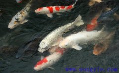鯉魚是什么魚，鯉魚是淡水魚還是海水魚？