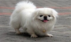 京巴犬好養(yǎng)嗎?京巴犬的優(yōu)缺點，怎么養(yǎng)