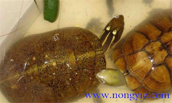 四眼斑水龜可以飼養(yǎng)嗎？